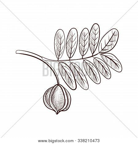 Vector Drawing Carapa Branch, Hand Drawn Illustration
