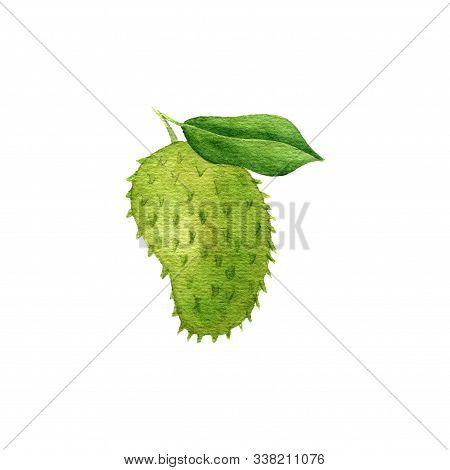 Watercolorr Drawing Soursop, Guyabano, Fruit Of Annona Muricata, Hand Drawn Illustration