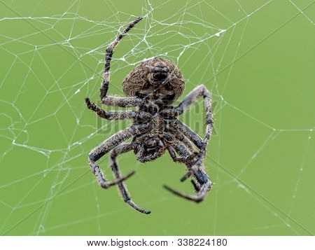 An Araneus Ventricosus Orb Weaver Spider Rests On Its Web On A Riverside Fence In Western Yokohama, 