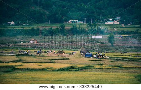 Farmers Harvesting Rice On The Field