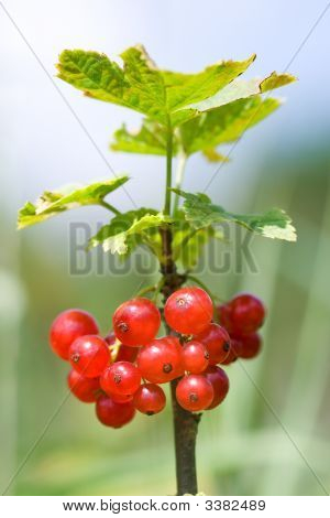 Grosella roja