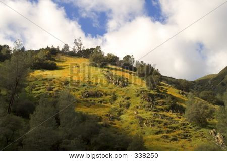 加州山坡