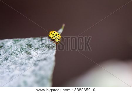 A Closeup Of A Yellow Ladybug On A Leaf