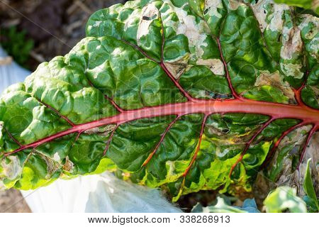Red And Green Veiny Squash Leaves Backlit By The Sun