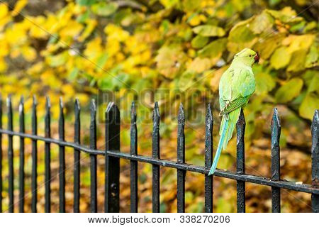Beautiful Green Parrots Flying In London Parks. Really Friendly And Sit On Humans. Life In London.