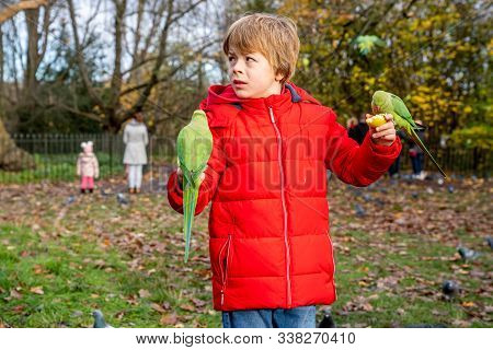 London, Uk. December 01, 2019. People Feeding Parrots In London Park. Small Green Parrots Flying And
