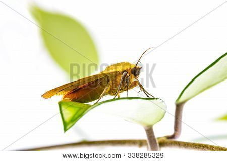 Green Drab - Ophiusa Tirhaca Large Green Moth Isolated On White Background
