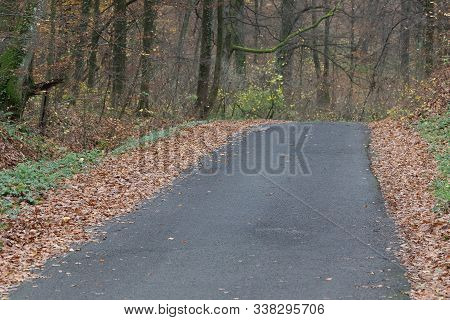 A Deserted Winding Forest Road Goes Deep Into The Forest.  Autumn Forest Trail Is Covered With Yello