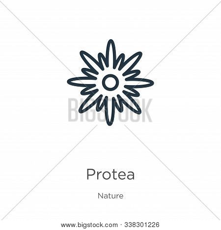 Protea Icon. Thin Linear Protea Outline Icon Isolated On White Background From Nature Collection. Li