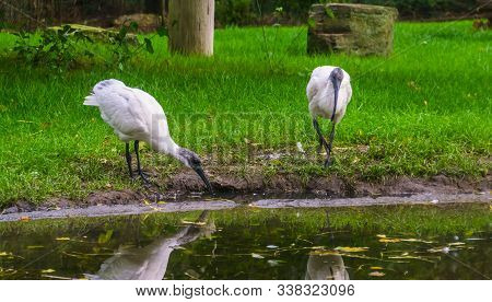Two Black Headed Oriental White Ibises At The Water Coast, Near Threatened Bird Specie From Indonesi