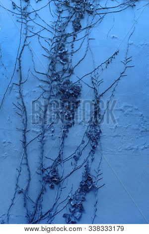 Climbing Dried Up Plant. Marble Wall With Ivy. Trendy Colour Of The Year 2020. Outdoor Natural Backg
