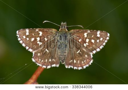 butterfly in natural habitat in summer (pyrgus malvae)