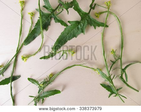 Freshly Picked Hedge Mustard Green Spice Herbs