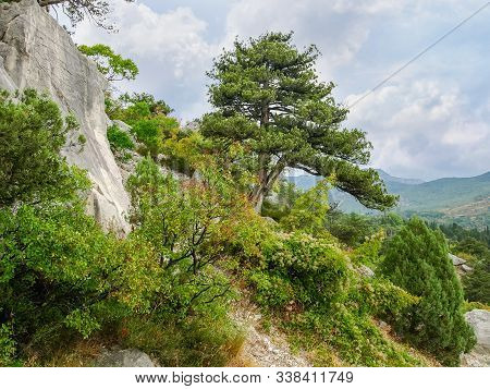 Old Tree Of Common Juniper, Also Known As Greek Juniper On A Rocky Slope