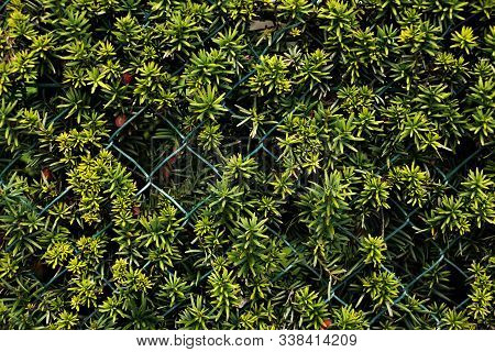 Green Floral Fence Wall. Close Up View