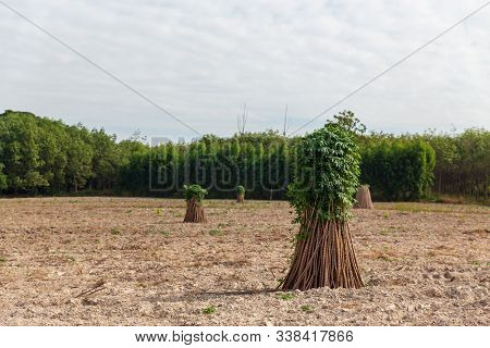 Tapioca Fields On Natural Background. Grow Cassava. Season Of Planting Cassava. Preparing For Cassav