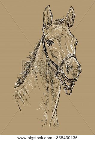 Foal Portrait With Halter. Horse Head In Black And White Colors Isolated On Beige Background. Vector