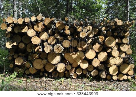 Harvesting Of Tree Trunks. Trees Lie On Top Of Each Other After Sawing. Tree Trunks Are Illuminated 