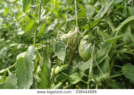 An Unripe Green Tomato Hangs On A Stem Among The Green Leaves. Tomato Covered With Small Droplets Of