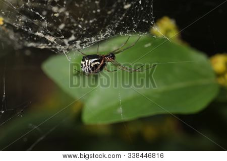 Filmy Dome Spider - Frontinella Species