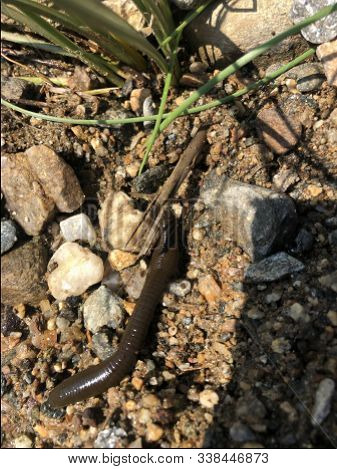 Horse Leech - Haemopis Sanguisuga