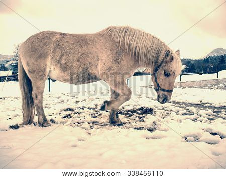 White Horse With Long Mane Grazzing In Winter Snowy Meadow, Cloudy Sky Above