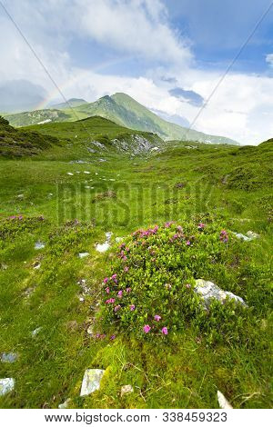 Alpine Meadow In Beautiful Rodna Mountains In Romania