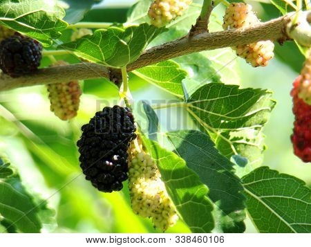 Mulberry, Black Mulberry Berries. Photo Of A Black Mulberry Berry On A Background Of Green Leaves.