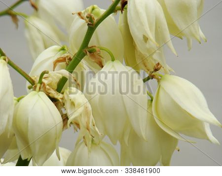 Yucca, White Yucca Flowers. Photo Of Large White Yucca Flowers.