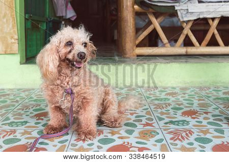 An Untrimmed, Unkempt Apricot-colored Dwarf Poodle Sits And Waits For Its Owner. Carefully Look. Clo
