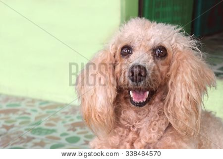 An Untrimmed, Unkempt Apricot-colored Dwarf Poodle Sits And Waits For Its Owner. Carefully Look. Clo