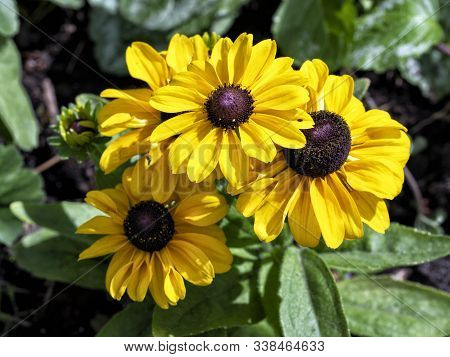 Bright Yellow Flowers Of Rudbeckia On A Green Background Of Leaves. Sunny Floral Background.