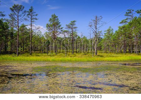 Viru Raba Swamp In Lahemaa National Park, A Popular Natural Attraction In Estonia, A Tourist Ecologi