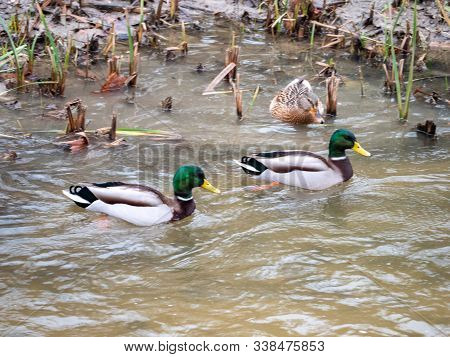 Ducks In The Manzanares River Recovered For Funa And Flora In The City Of Madrid