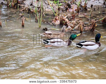 Ducks In The Manzanares River Recovered For Funa And Flora In The City Of Madrid