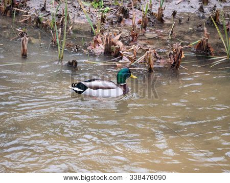 Ducks In The Manzanares River Recovered For Funa And Flora In The City Of Madrid