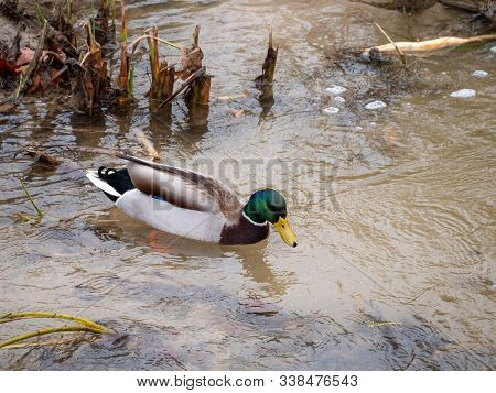 Ducks Male In The Manzanares River Recovered For Funa And Flora In The City Of Madrid