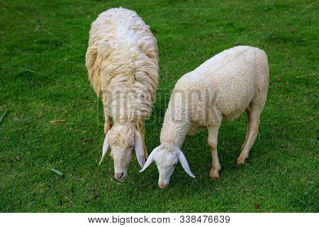Two Sheep Eatting Grass In Emtry Garden At Thailand