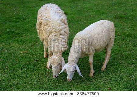Two Sheep Eatting Grass In Emtry Garden At Thailand