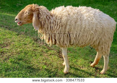 Brown Sheep In  Garden At Thailand