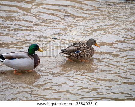 Duck In The Manzanares River Recovered For Funa And Flora In The City Of Madrid