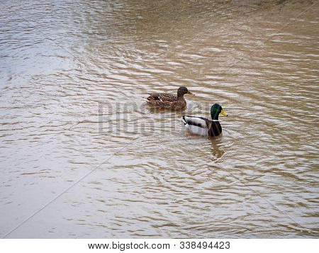Duck In The Manzanares River Recovered For Funa And Flora In The City Of Madrid