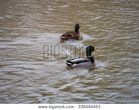 Duck In The Manzanares River Recovered For Funa And Flora In The City Of Madrid