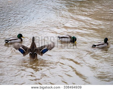 Duck In The Manzanares River Recovered For Funa And Flora In The City Of Madrid
