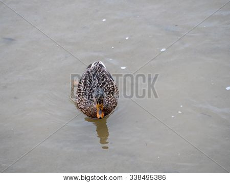 Duck In The Manzanares River Recovered For Funa And Flora In The City Of Madrid
