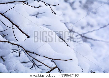 Snow Covered Bush Branches. Fluffy Snow On Tree Branches