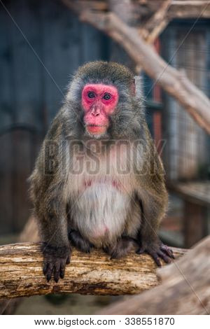 Portrain Of Japanese Macaque Monkey Sitting On Tree Trunk In Zoo