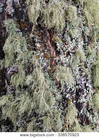 Gray Lichen On Wet Stone And Green Moss On Wet Ground - Backgrounds And Textures