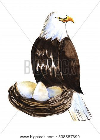 Big Bird Of Prey. Large Bald Eagle On A Nest With Eggs. Maternity Of Predators. Hand Drawn Watercolo