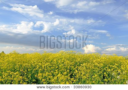 Sárga virágok Barbarea vulgaris